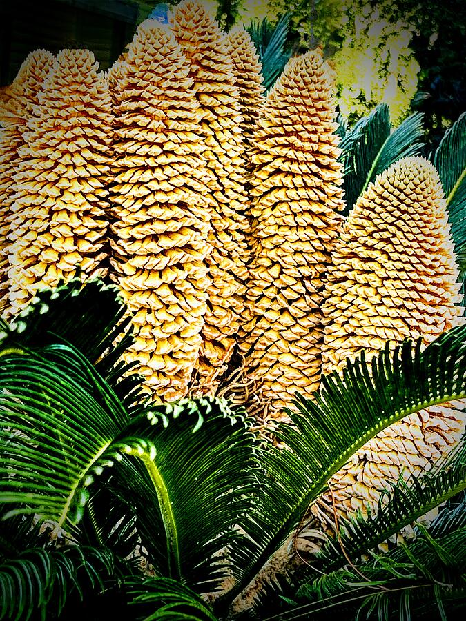 Palm in bloom Photograph by Linda Thacker - Fine Art America