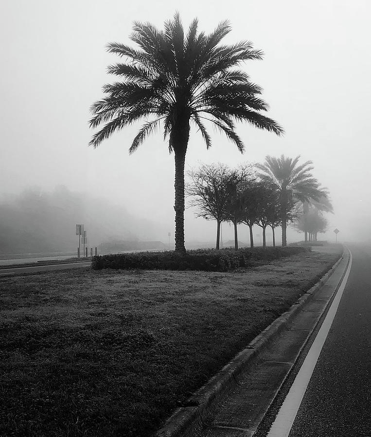 Palm in Fog Photograph by Gary Greer