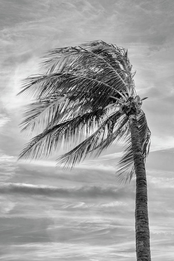 Palm In The Wind BW Photograph by Bill and Linda Tiepelman