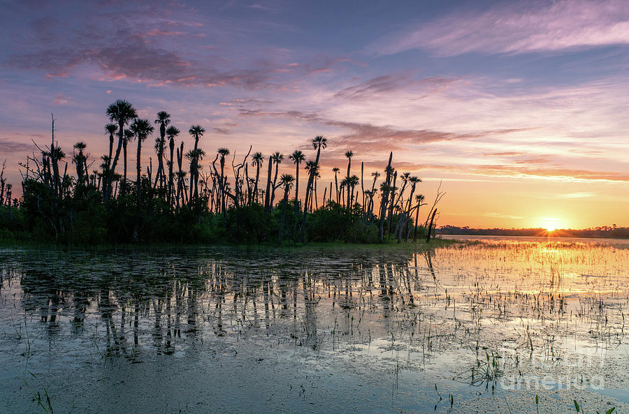 Palm Island Photograph by Brian Kamprath