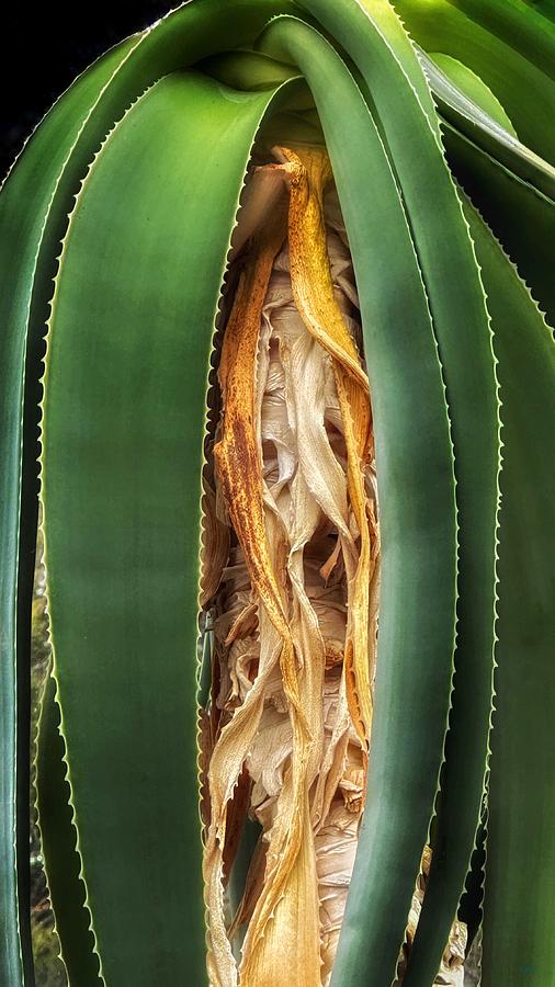 Palm Photograph by JoAnn Lense