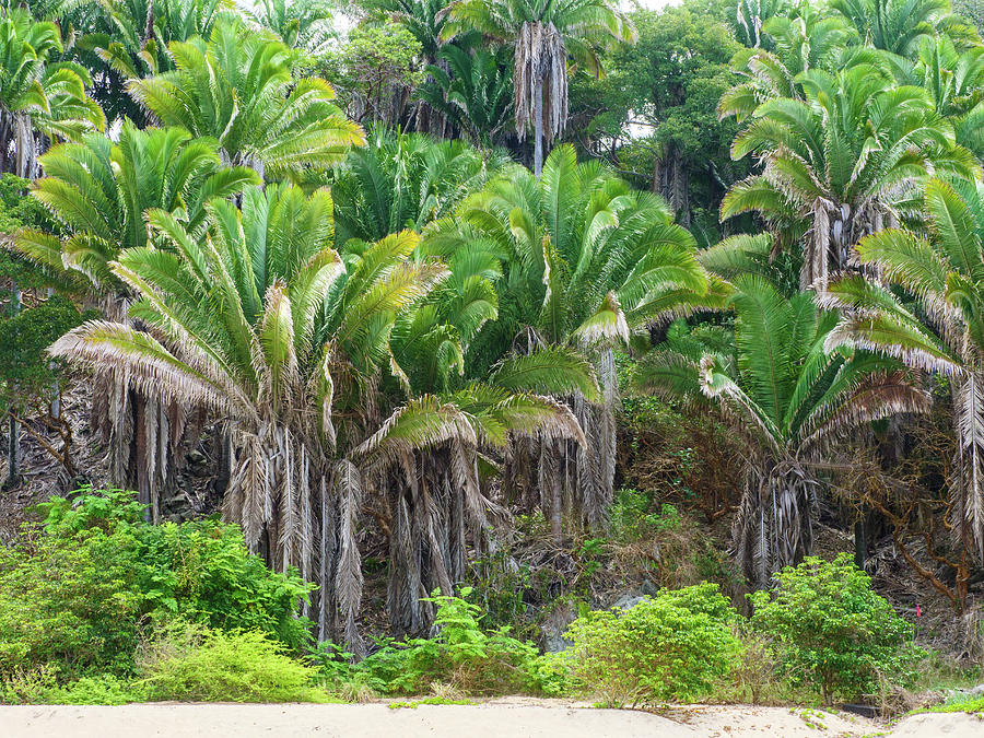 Jungle Photograph - Palm Jungle by Rob Huntley