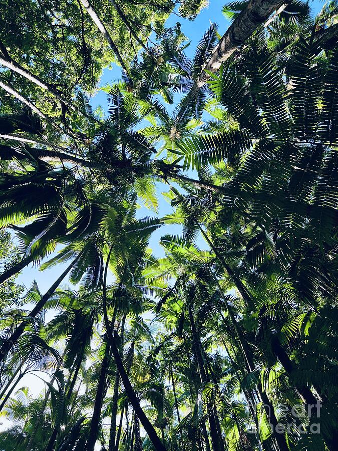 Tree Photograph - Palm Jungle by Saving Memories By Making Memories