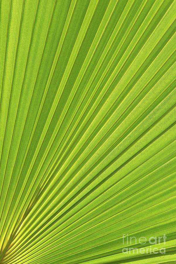 Palm leaf and Mediterranean sunlight 1 Photograph by Adriana Mueller
