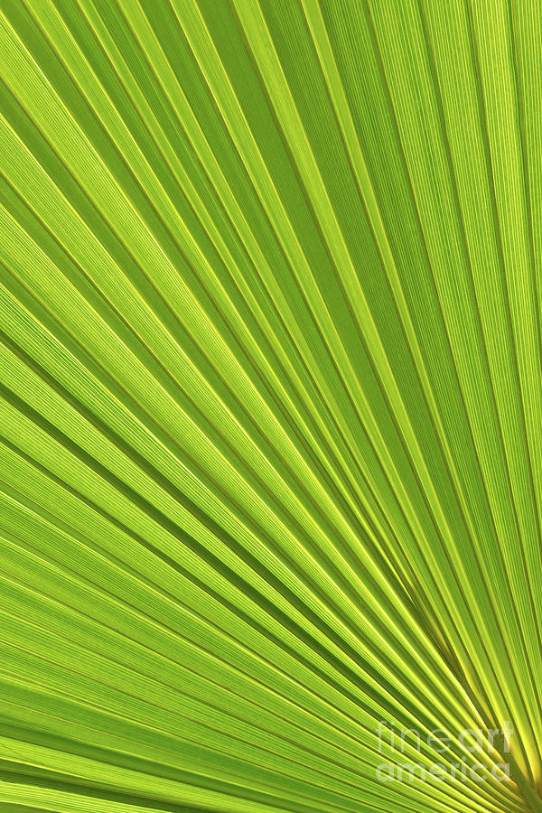 Palm leaf and Mediterranean sunlight 2 Photograph by Adriana Mueller