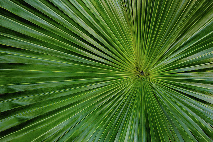 Palm Leaf Photograph by Chip Evra
