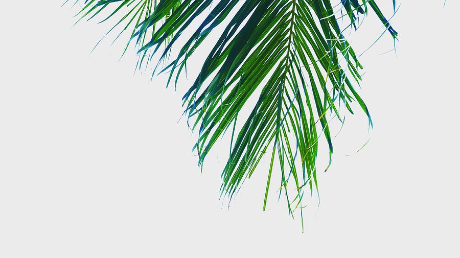 Palm leaf  Photograph by Faa shie
