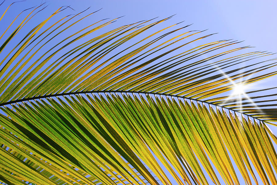 Palm leaf on sunshine Photograph by Severija Kirilovaite