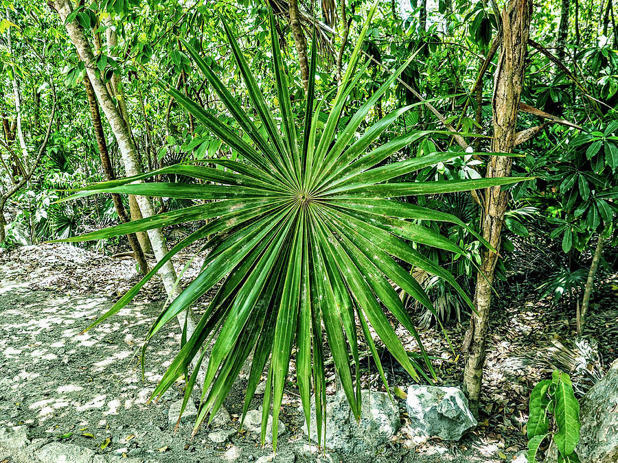Palm Leaf Rays Photograph