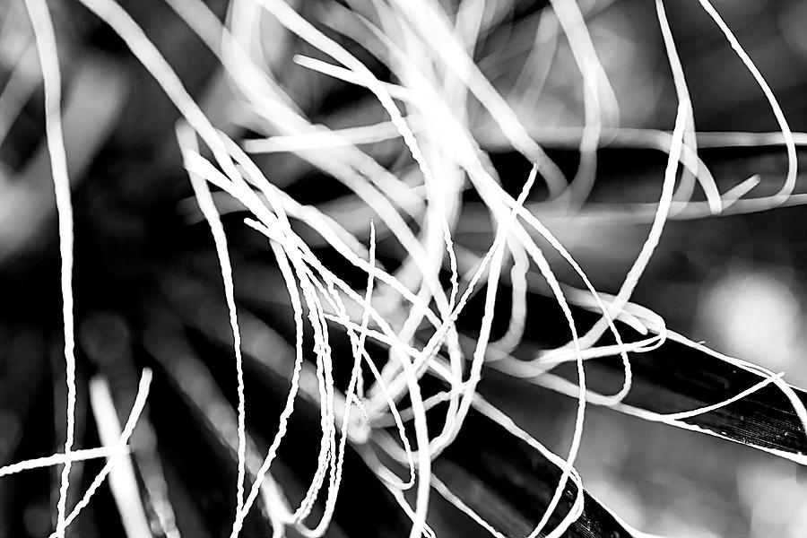 Palm Leaf Span Abstract Photograph by Vanessa Thomas