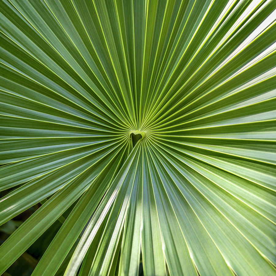 Palm Leaf Square Abstract Photograph by Patti Deters