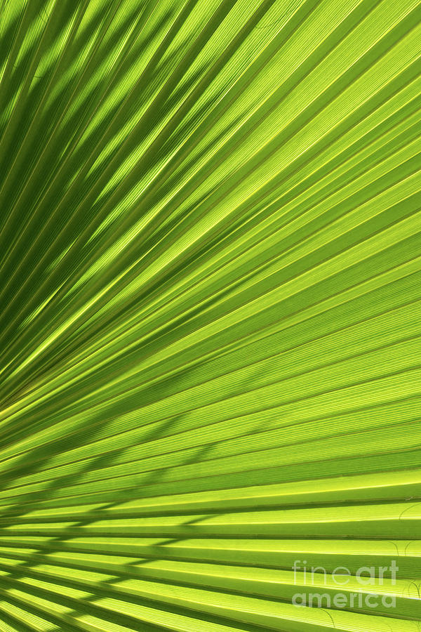 Palm leaf with light and shadow 1 Photograph by Adriana Mueller