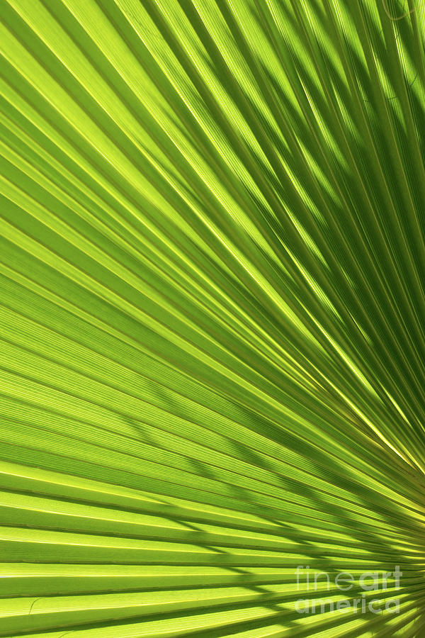 Palm leaf with light and shadow 2 Photograph by Adriana Mueller
