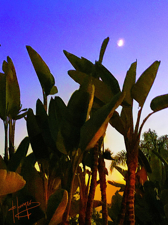 Palm Leaves And Moon Photograph by DC Langer
