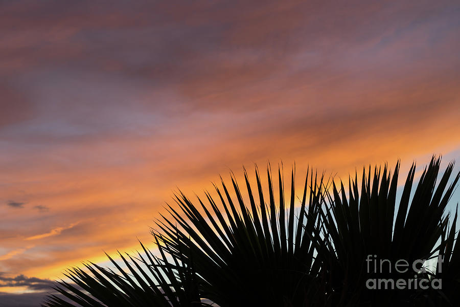 Palm leaves and soft clouds at sunset Photograph by Adriana Mueller