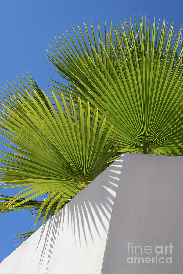 Green palm leaves, blue sky and white wall of a modern finca 1 Photograph by Adriana Mueller