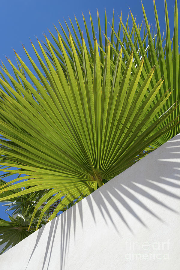 Green palm leaves, blue sky and white wall of a modern finca 2 Photograph by Adriana Mueller