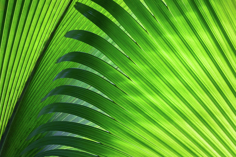 Palm Leaves Photograph by Erika Valkovicova