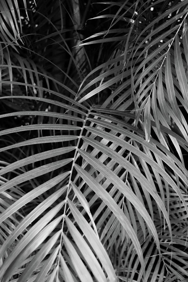 Palm Leaves Photograph by Hannah Lipton - Fine Art America