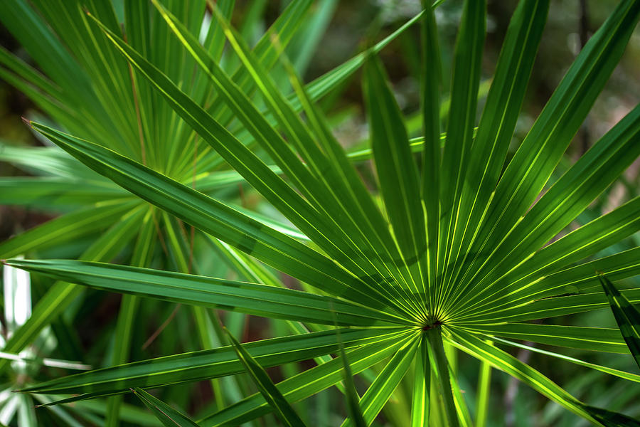 Palm Leaves in Nature Photograph by Sandra J's - Fine Art America