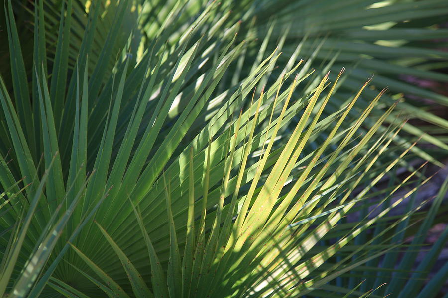 Palm leaves in sun and shade Photograph by Mike Black Photography