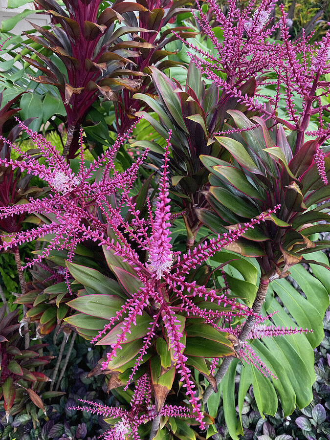 Tropical Palm Lily Photograph by Deborah League