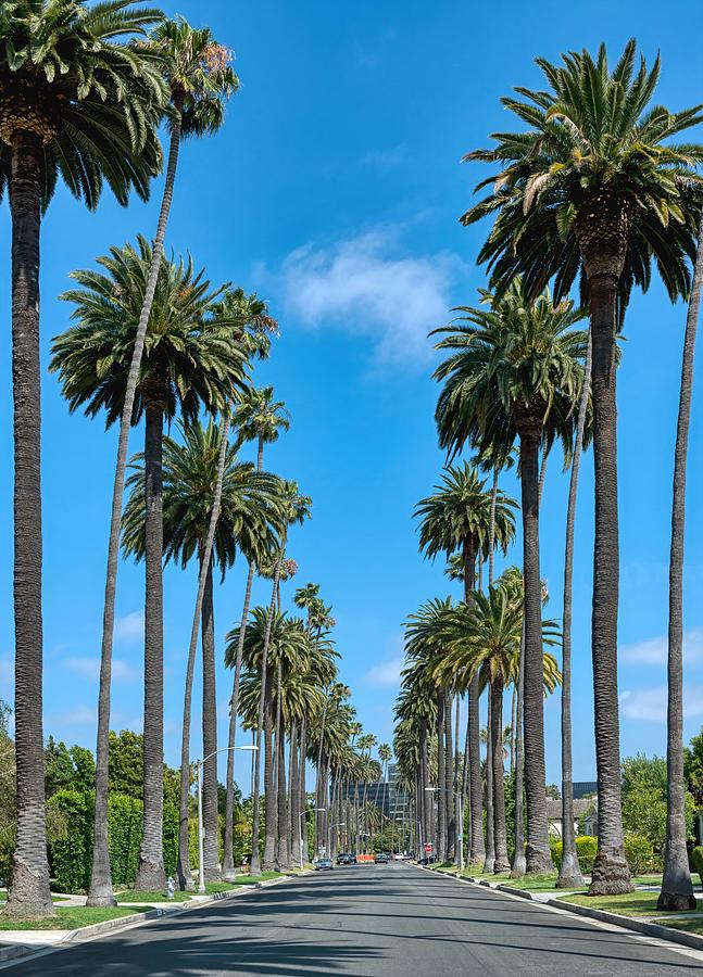 Palm-Lined Street in Beverly Hills Photograph by Mountain Dreams - Pixels