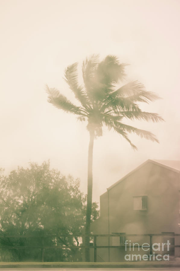 Palm monsoon Photograph by Jorgo Photography