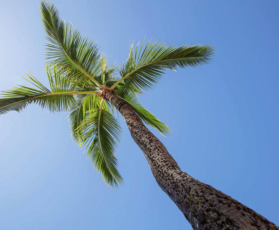Beach Photograph - Palm Nap by T Phillip Spencer