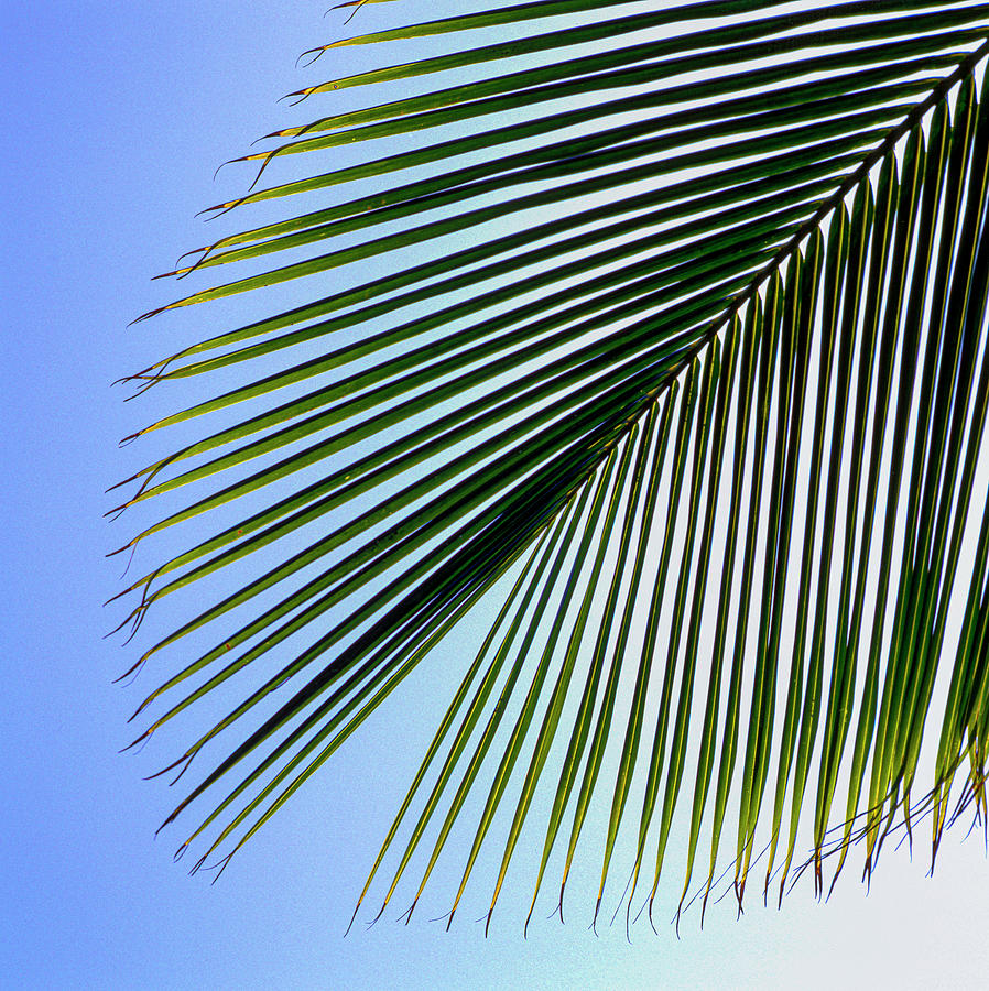 Palm of a coconut tree, Cocos Nucifera Photograph by David L Moore ...