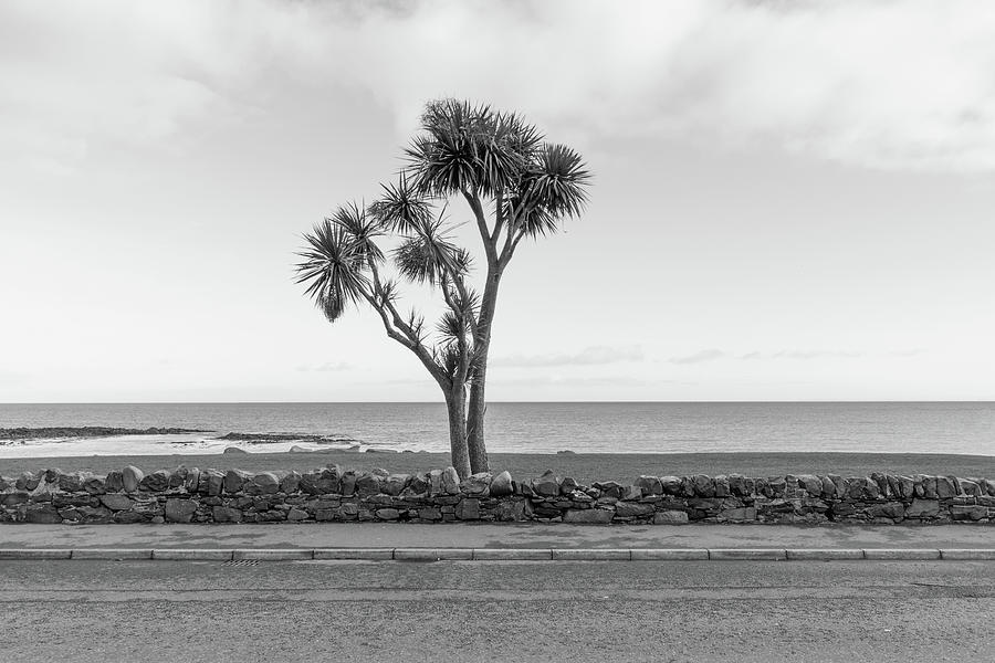 Palm of Donaghadee Monochrome Photograph by Stuart Allen