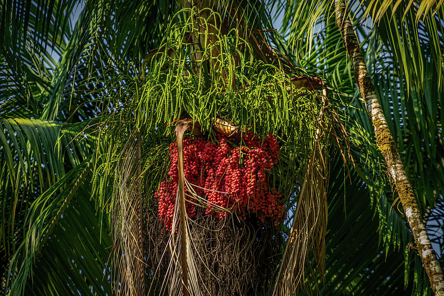 Palm Oil Tree Photograph by Nicholas McCabe