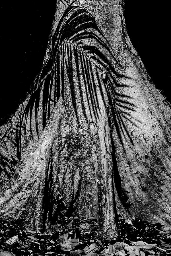 Palm on Moreton Bay Fig Photograph by Alan Hart