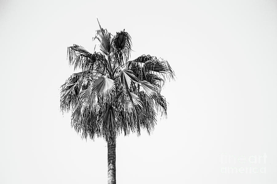 Palm On My Mind Photograph by Roselynne Broussard