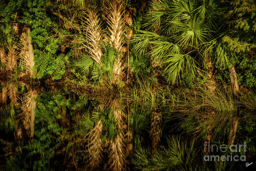 Palm On The Edge Of Spruce Creek Photograph
