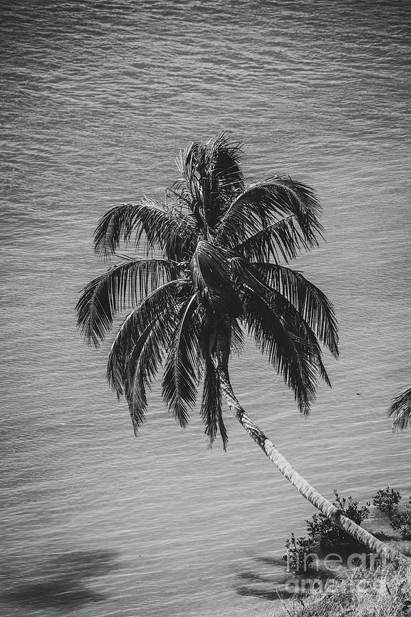 Palm Over Water Black and White Nature / Botanical Photograph Photograph by PIPA Fine Art - Simply Solid