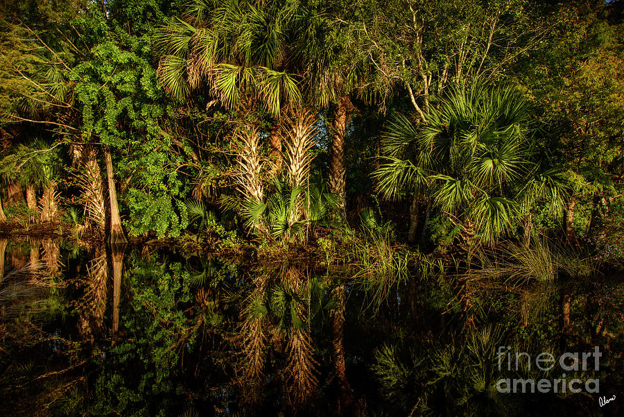 Palm Reflections Photograph by Alana Ranney