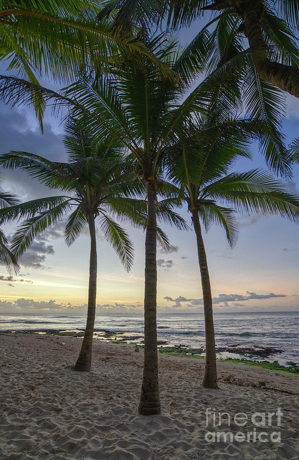 Palm Rise Photograph by Brian Kamprath
