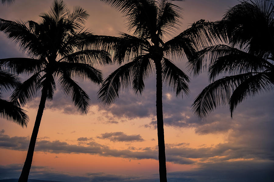 Palm Rise Photograph