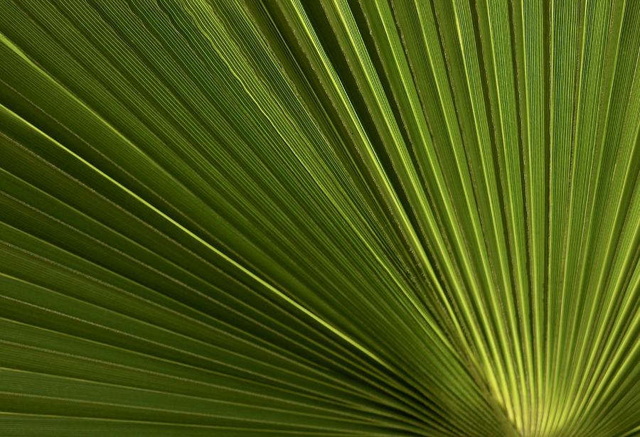 Palm Rise Photograph Photograph by Kimberly Walker - Fine Art America