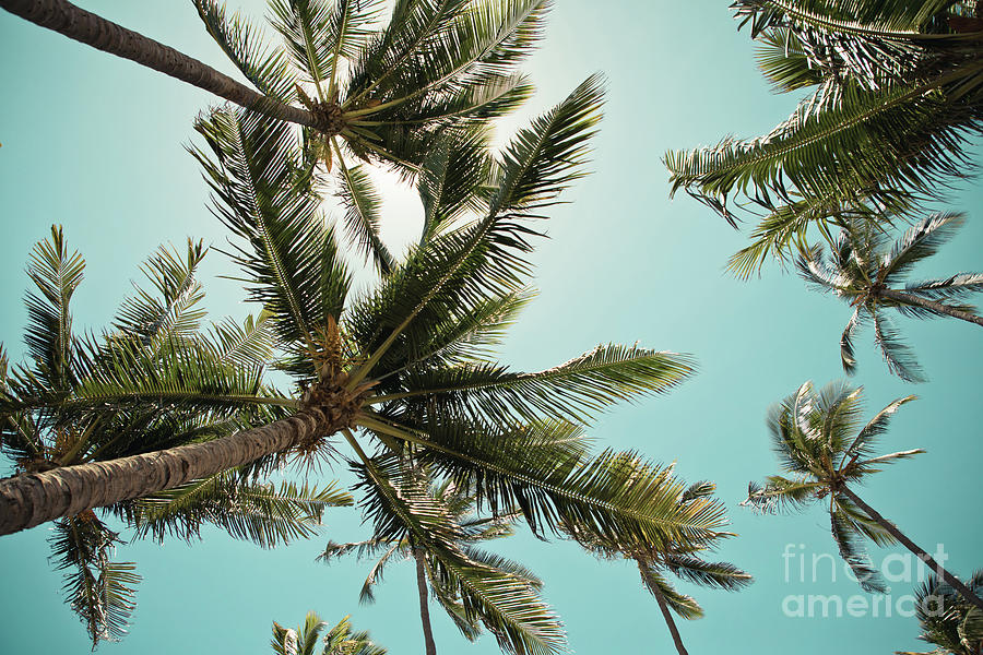 Coconut Photograph - Palm Serenity Kihei Kula Kai Maui Hawaii by Sharon Mau
