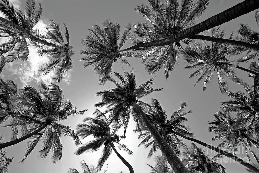 Palm Serenity Photograph by Sharon Mau