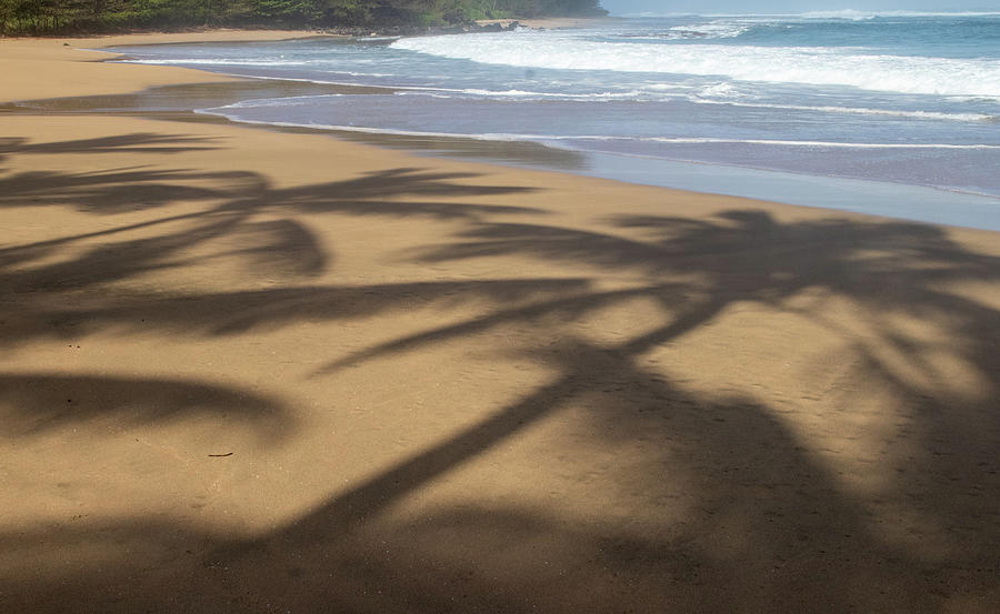 Beach Photograph - Palm Shadow by Tony Spencer