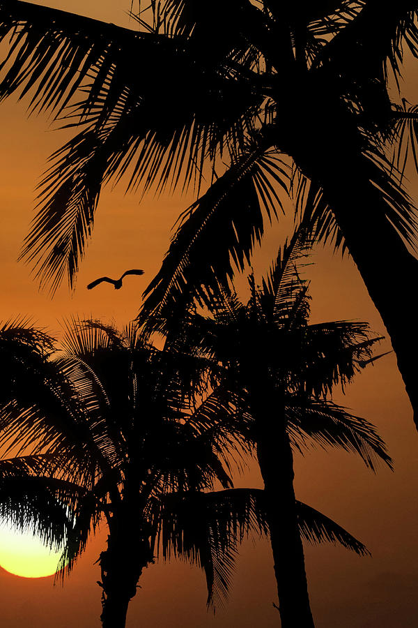 Palm Silhouette Photograph by Darryl Brooks