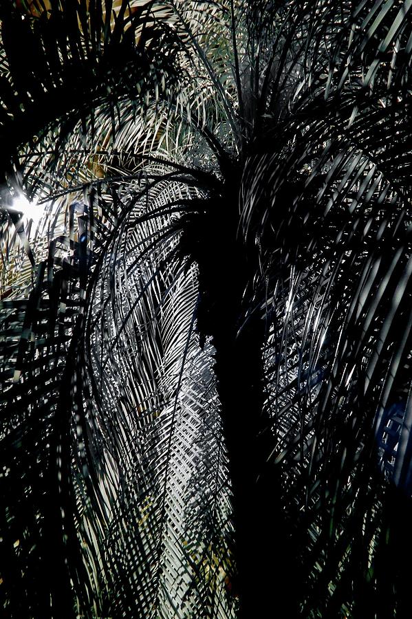 Palm Silhouette Photograph by Liza Eckardt