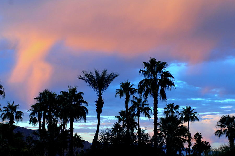 Palm Silhouettes at Sunset Palm Desert California Photograph by Bonnie Colgan