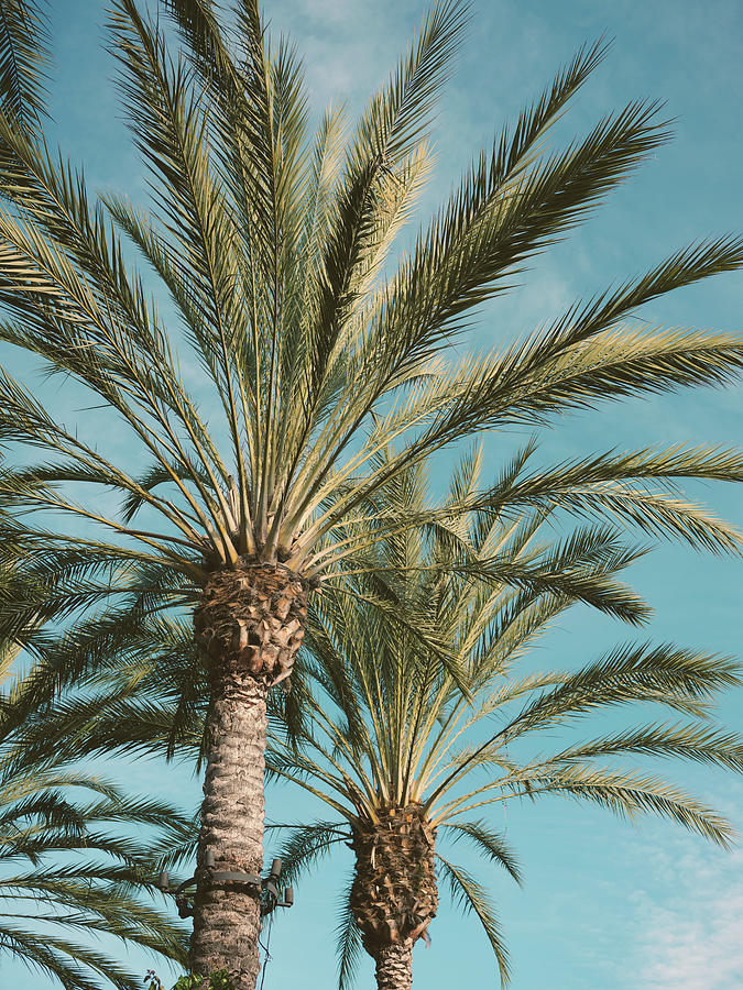 Palm Skies Photograph by Saam Sadeghi - Fine Art America