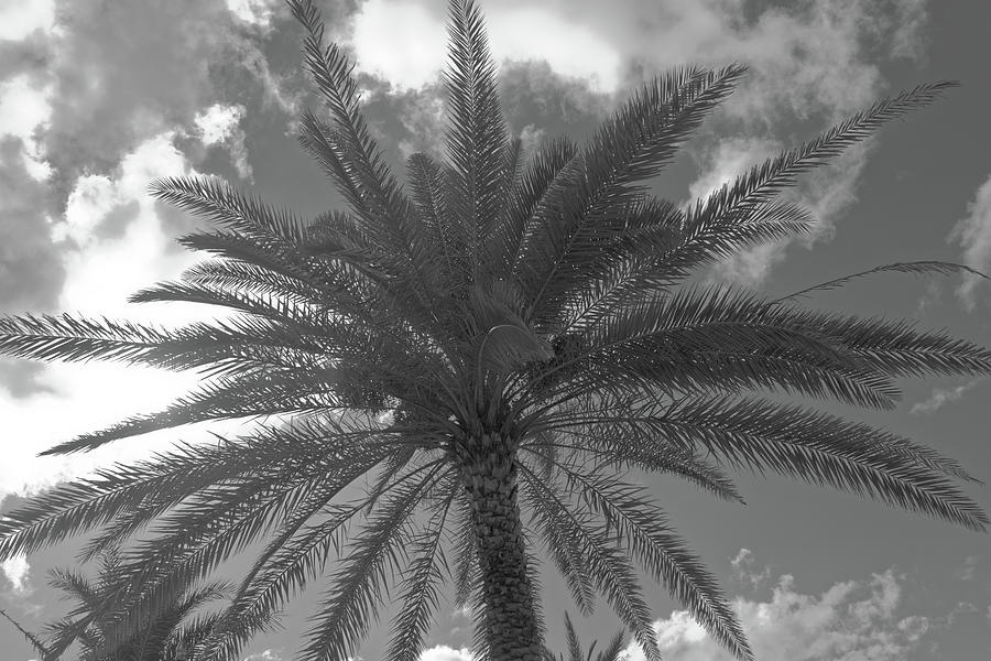 Palm, Sky and Clouds Photograph by Alan Goldberg