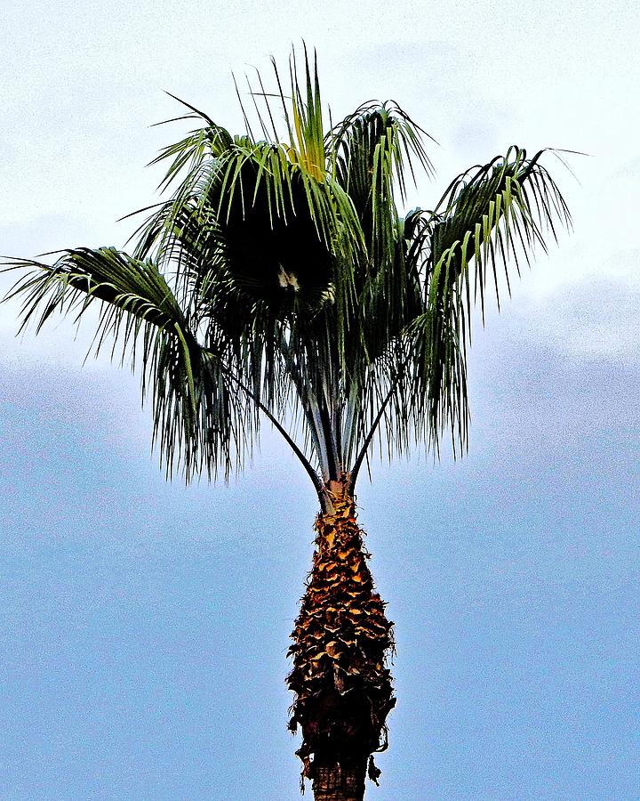 Palm Sky Photograph by Andrew Lawrence