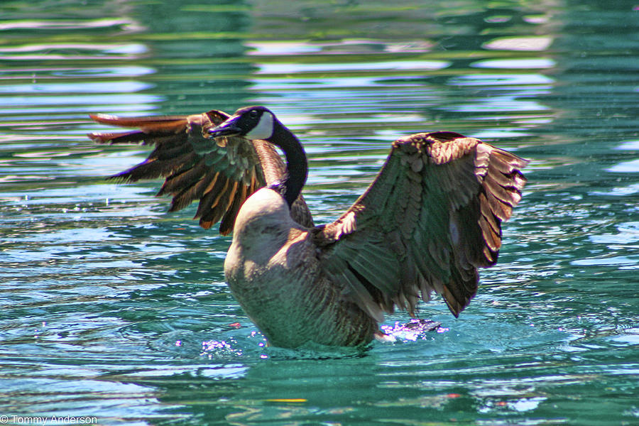 Canadian Goose Photograph - Palm Springs Canadian Goose by Tommy Anderson